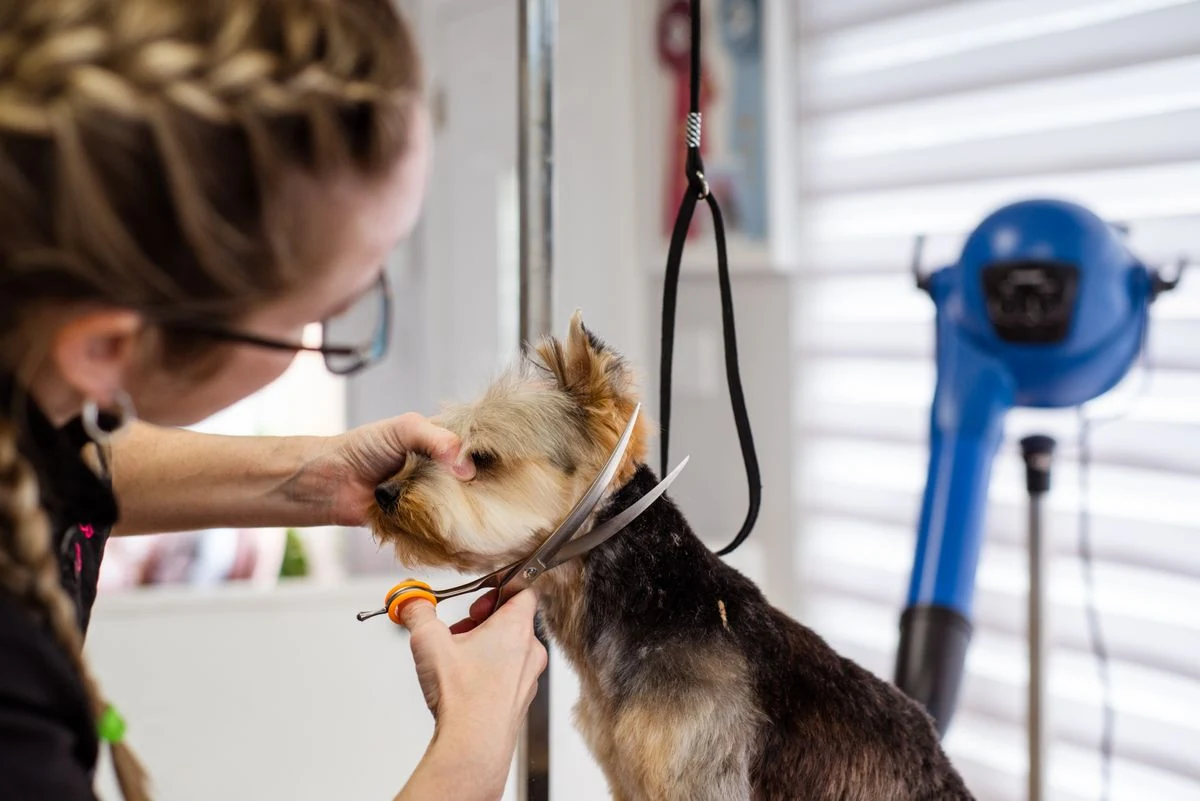 Dog Grooming Salons